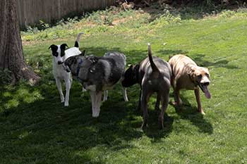 Dog Walking Service in Greeley