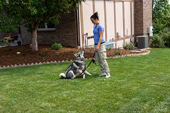 Dog Training Service in Greeley