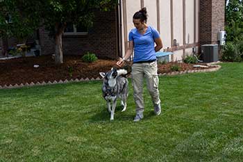 Dog Walking Service in Greeley