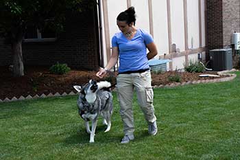 Dog Walking Service in Greeley