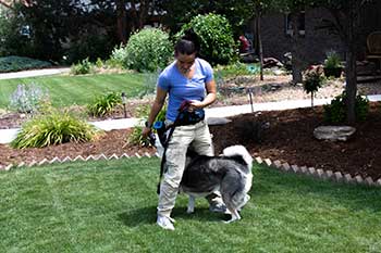 Dog Walking Service in Greeley