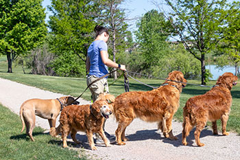 Dog Walking Service in Greeley