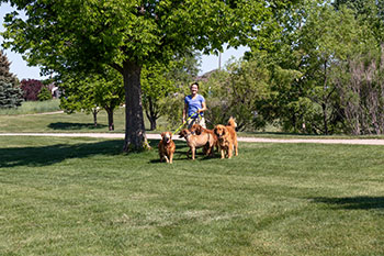 Dog Walking Service in Greeley