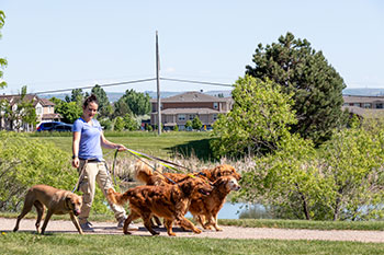 Dog Walking Service in Greeley