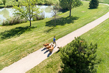 Dog Walking Service in Greeley