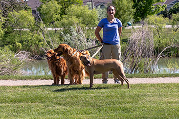 Dog Walking Service in Greeley